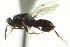  ( - CNCHYM 011878)  @11 [ ] CreativeCommons - Attribution (2012) CNC/CBG Photography Group Centre for Biodiversity Genomics
