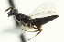  ( - CNCHYM 011901)  @12 [ ] CreativeCommons - Attribution (2012) CNC/CBG Photography Group Centre for Biodiversity Genomics