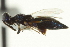  ( - CNCHYM 011902)  @11 [ ] CreativeCommons - Attribution (2012) CNC/CBG Photography Group Centre for Biodiversity Genomics