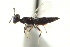  ( - CNCHYM 011905)  @11 [ ] CreativeCommons - Attribution (2012) CNC/CBG Photography Group Centre for Biodiversity Genomics