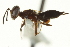  ( - CNCHYM 012033)  @11 [ ] CreativeCommons - Attribution (2012) CNC/CBG Photography Group Centre for Biodiversity Genomics