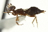  ( - CNCHYM 012035)  @11 [ ] CreativeCommons - Attribution (2012) CNC/CBG Photography Group Centre for Biodiversity Genomics