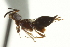 ( - CNCHYM 012036)  @11 [ ] CreativeCommons - Attribution (2012) CNC/CBG Photography Group Centre for Biodiversity Genomics