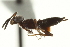  ( - CNCHYM 012037)  @11 [ ] CreativeCommons - Attribution (2012) CNC/CBG Photography Group Centre for Biodiversity Genomics