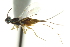  ( - CNCHYM 012109)  @11 [ ] CreativeCommons - Attribution (2012) CNC/CBG Photography Group Centre for Biodiversity Genomics