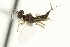  ( - CNCHYM 012114)  @11 [ ] CreativeCommons - Attribution (2012) CNC/CBG Photography Group Centre for Biodiversity Genomics