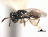  ( - CNCHYM 012161)  @11 [ ] CreativeCommons - Attribution (2012) CNC/CBG Photography Group Centre for Biodiversity Genomics