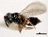  ( - CNCHYM 012162)  @11 [ ] CreativeCommons - Attribution (2012) CNC/CBG Photography Group Centre for Biodiversity Genomics