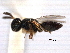  ( - CNCHYM 012163)  @11 [ ] CreativeCommons - Attribution (2012) CNC/CBG Photography Group Centre for Biodiversity Genomics