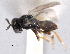  ( - CNCHYM 012164)  @11 [ ] CreativeCommons - Attribution (2012) CNC/CBG Photography Group Centre for Biodiversity Genomics