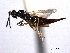  ( - CNCHYM 012182)  @11 [ ] CreativeCommons - Attribution (2012) CNC/CBG Photography Group Centre for Biodiversity Genomics