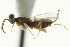  ( - CNCHYM 015139)  @11 [ ] CreativeCommons - Attribution (2012) CNC/CBG Photography Group Centre for Biodiversity Genomics