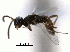  ( - CNCHYM 015140)  @11 [ ] CreativeCommons - Attribution (2012) CNC/CBG Photography Group Centre for Biodiversity Genomics