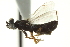  ( - CNCHYM 015145)  @11 [ ] CreativeCommons - Attribution (2012) CNC/CBG Photography Group Centre for Biodiversity Genomics