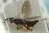  ( - CNCHYM 015148)  @11 [ ] CreativeCommons - Attribution (2012) CNC/CBG Photography Group Centre for Biodiversity Genomics