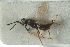  ( - CNCHYM 015150)  @11 [ ] CreativeCommons - Attribution (2012) CNC/CBG Photography Group Centre for Biodiversity Genomics