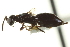  ( - CNCHYM 015152)  @11 [ ] CreativeCommons - Attribution (2012) CNC/CBG Photography Group Centre for Biodiversity Genomics