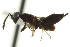  ( - CNCHYM 015153)  @12 [ ] CreativeCommons - Attribution (2012) CNC/CBG Photography Group Centre for Biodiversity Genomics