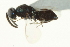  ( - CNCHYM 015159)  @11 [ ] CreativeCommons - Attribution (2012) CNC/CBG Photography Group Centre for Biodiversity Genomics
