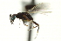  ( - CNCHYM 015161)  @11 [ ] CreativeCommons - Attribution (2012) CNC/CBG Photography Group Centre for Biodiversity Genomics