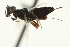  ( - CNCHYM 015163)  @11 [ ] CreativeCommons - Attribution (2012) CNC/CBG Photography Group Centre for Biodiversity Genomics