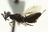  ( - CNCHYM 015164)  @11 [ ] CreativeCommons - Attribution (2012) CNC/CBG Photography Group Centre for Biodiversity Genomics