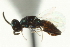 ( - CNCHYM 015165)  @11 [ ] CreativeCommons - Attribution (2012) CNC/CBG Photography Group Centre for Biodiversity Genomics