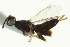  ( - CNCHYM 015167)  @11 [ ] CreativeCommons - Attribution (2012) CNC/CBG Photography Group Centre for Biodiversity Genomics