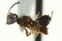  ( - CNCHYM 015172)  @11 [ ] CreativeCommons - Attribution (2012) CNC/CBG Photography Group Centre for Biodiversity Genomics