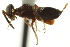  ( - CNCHYM 015174)  @13 [ ] CreativeCommons - Attribution (2012) CNC/CBG Photography Group Centre for Biodiversity Genomics