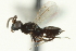  ( - CNCHYM 015175)  @11 [ ] CreativeCommons - Attribution (2012) CNC/CBG Photography Group Centre for Biodiversity Genomics