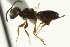 ( - CNCHYM 015176)  @11 [ ] CreativeCommons - Attribution (2012) CNC/CBG Photography Group Centre for Biodiversity Genomics