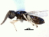  ( - CNCHYM 015184)  @11 [ ] CreativeCommons - Attribution (2012) CNC/CBG Photography Group Centre for Biodiversity Genomics