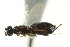  ( - CNCHYM 015185)  @11 [ ] CreativeCommons - Attribution (2012) CNC/CBG Photography Group Centre for Biodiversity Genomics