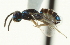  ( - CNCHYM 015186)  @11 [ ] CreativeCommons - Attribution (2012) CNC/CBG Photography Group Centre for Biodiversity Genomics