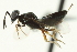  ( - CNCHYM 015187)  @11 [ ] CreativeCommons - Attribution (2012) CNC/CBG Photography Group Centre for Biodiversity Genomics