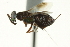  ( - CNCHYM 015188)  @11 [ ] CreativeCommons - Attribution (2012) CNC/CBG Photography Group Centre for Biodiversity Genomics