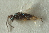  ( - CNCHYM 015190)  @11 [ ] CreativeCommons - Attribution (2012) CNC/CBG Photography Group Centre for Biodiversity Genomics