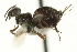  ( - CNCHYM 015192)  @11 [ ] CreativeCommons - Attribution (2012) CNC/CBG Photography Group Centre for Biodiversity Genomics