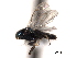  ( - CNCHYM 015215)  @11 [ ] CreativeCommons - Attribution (2012) CNC/CBG Photography Group Centre for Biodiversity Genomics