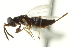  ( - CNCHYM 015221)  @12 [ ] CreativeCommons - Attribution (2012) CNC/CBG Photography Group Centre for Biodiversity Genomics