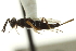  ( - CNCHYM 015223)  @13 [ ] CreativeCommons - Attribution (2012) CNC/CBG Photography Group Centre for Biodiversity Genomics