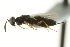  ( - CNCHYM 015235)  @11 [ ] CreativeCommons - Attribution (2012) CNC/CBG Photography Group Centre for Biodiversity Genomics