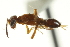  ( - CNCHYM 015262)  @11 [ ] CreativeCommons - Attribution (2012) CNC/CBG Photography Group Centre for Biodiversity Genomics