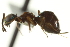  ( - CNCHYM 015278)  @11 [ ] CreativeCommons - Attribution (2012) CNC/CBG Photography Group Centre for Biodiversity Genomics