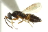  ( - CNCHYM 015290)  @11 [ ] CreativeCommons - Attribution (2012) CNC/CBG Photography Group Centre for Biodiversity Genomics
