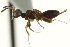  ( - CNCHYM 015291)  @11 [ ] CreativeCommons - Attribution (2012) CNC/CBG Photography Group Centre for Biodiversity Genomics