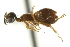  ( - CNCHYM 015297)  @11 [ ] CreativeCommons - Attribution (2012) CNC/CBG Photography Group Centre for Biodiversity Genomics