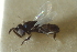  ( - CNCHYM 015314)  @11 [ ] CreativeCommons - Attribution (2012) CNC/CBG Photography Group Centre for Biodiversity Genomics