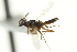  ( - CNCHYM 015323)  @11 [ ] CreativeCommons - Attribution (2012) CNC/CBG Photography Group Centre for Biodiversity Genomics